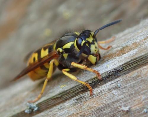 Réf. 283 512 : Vespula germanica
